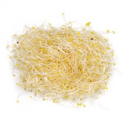Germinado de Alfalfa Bolsa