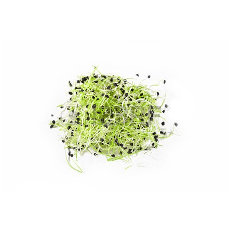 Germinado de Cebolla Bandeja Germinado de Cebolla Bandeja