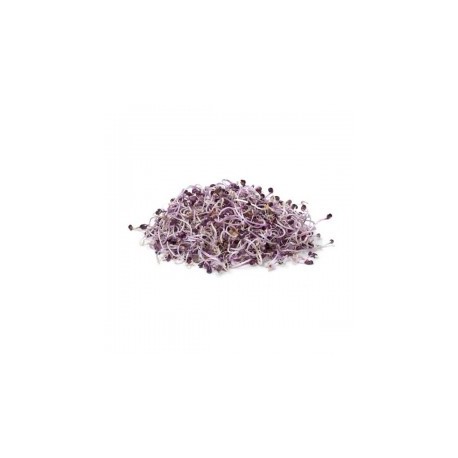 Germinado de Lombarda Bolsa Germinado de Lombarda Bolsa