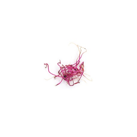 Germinado de Remolacha Bandeja Germinado de Remolacha Bandeja