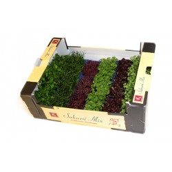 Sacura Mix Cress Caja