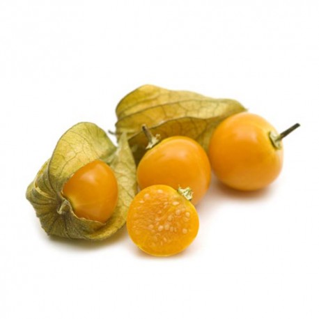Physalis Bandeja Physalis Bandeja