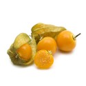 Physalis Bandeja