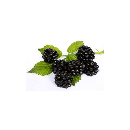 Moras Bandeja