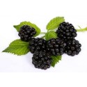 Moras Bandeja