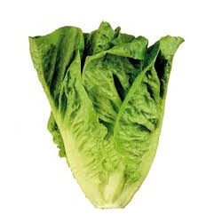 Lechuga Romana