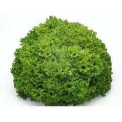 Lollo Verde